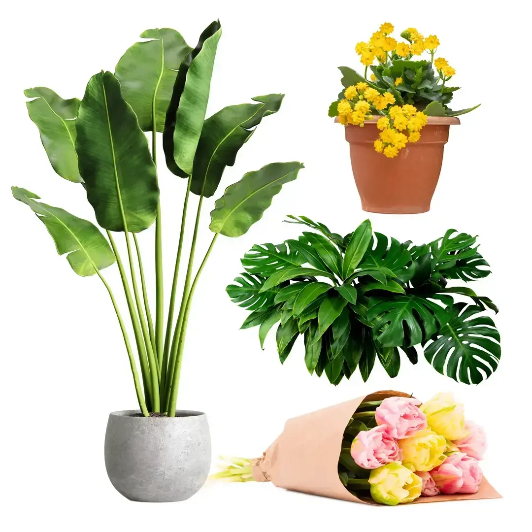 Flora-Collage-1080px